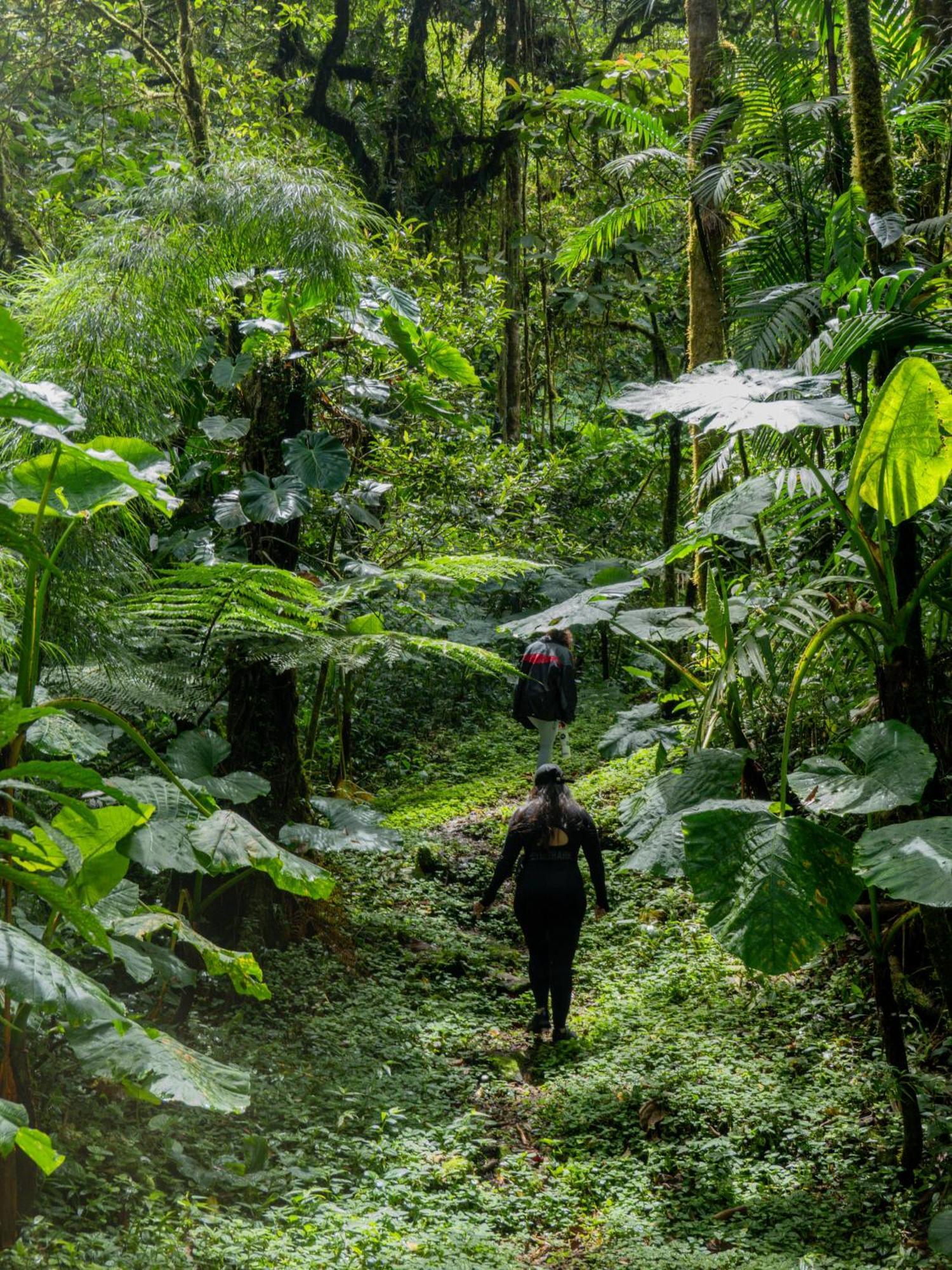 Los Quetzales Ecolodge & Spa Cerro Punta Kültér fotó